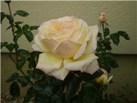 bd76cd70-Picture 5371.jpg